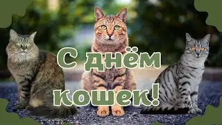 С Днём кошек! С Днём кота! Стихи про котиков. Открытка