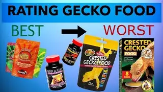 What Is The Best Crested Gecko Food? | Brand Comparison