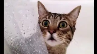 Самые смешные коты в мире! Лучшие приколы с котами 2016-2017 часть 3(CatsLIVE)