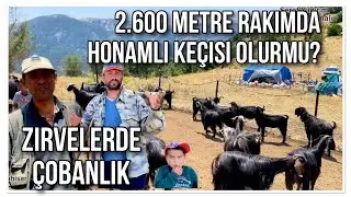 2.600 RAKIMLI DAĞLARDA HONAMLI KEÇİSİ ÇOBANLARI