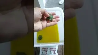 Red eared slider turtles with swollen eyes treatment #vitamin #deficiency #redearsliderturtle