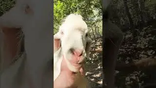 238 happy goats and sheep in freedom