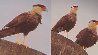 SUPER ZOOM EM 2 CARCARÁS COM O TELESCÓPIO E UM CELULAR