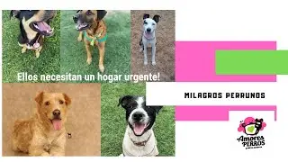 Milagros  Perrunos necesita ayuda.