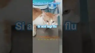semoga cepat sembu ya Cil biar bisa mainan lagi #triscamchannel #catlover #sayangisesamamahkluk