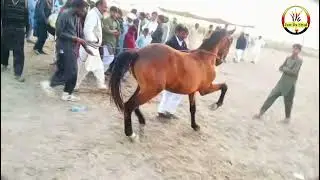 Ghora Dance With Dhool|Horse Dance New Video|Official Video|Best Video Horse Dance|jutt da Styal