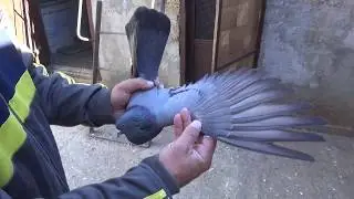 Голуби Вовы Итальянца 3 часть.