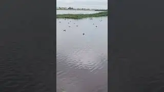краснокнижная утка Савка 