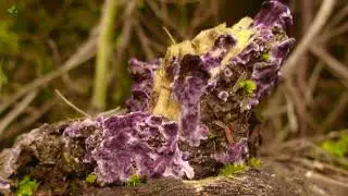Purplepore Bracket Fungus (Trichaptum sp.)
