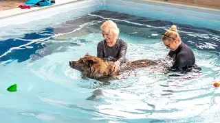 Boss' Story: Canine Hydrotherapy with Endless Pools®