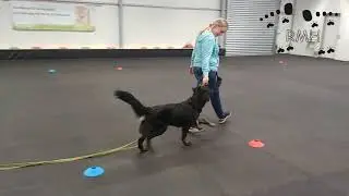 Junghundeausbildung