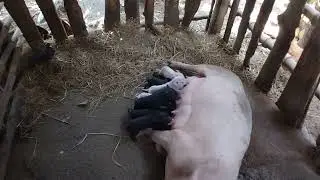 Paano alagaan ang bagong panganak na baboy+ ilang araw ang dapat bilangin bago sya manganak
