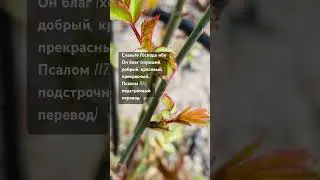 Стих дня 