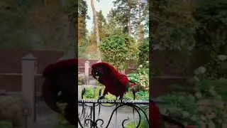 птичка певчая