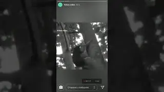 Две белки ебутся на дереве