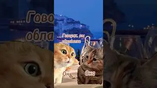 #отношения #юмор #говорящиекоты