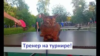 Смешные кошки и собаки. Рефери. настольный теннис.