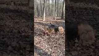 собака и ворона