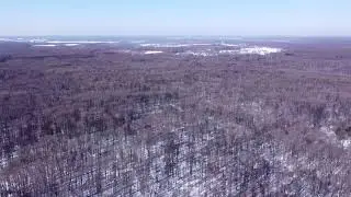Лес у деревни Дальнерусаново в марте\ The forest near the village of Dalnerusanovo in March