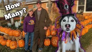 Snow Dogs Halloween Special!  How Many Pumpkins Did We do?