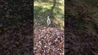 Stella’s Best Leaf Jumps Part 2 🍂🍁