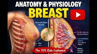 Breast Anatomy & Physiology Explained Clearly 🔥 | High-Yield Concepts