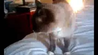Qik - super automatic meower by Imei Hsu