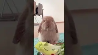 Cute bunny eating some veggies🥺try not to say aww challenge🥺can you win? #shorts #short #cutebunny