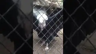 Andean Condor Fun Fact LA Zoo