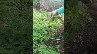Nakatikim naba kayo ng Ligaw na Ampalaya