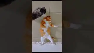 Кунг фу кот 😂😂😂 