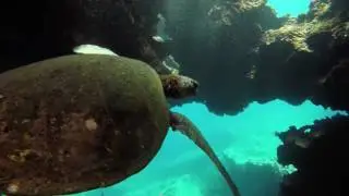 Following a majestic sea turtle through the caves with a Litra Torch