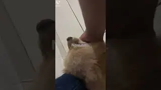 New vid on da dog!!!!