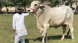 Best Bhagnari & Brahman Bulls | 03326247222