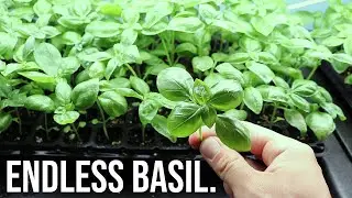 How to Grow Unlimited Basil from Seed Indoors!