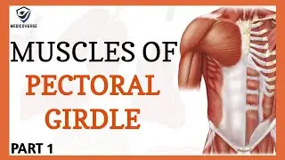 Pectoral girdle muscles | Muscles of shoulder | Origin, Insertion and Action | Part 1
