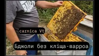 Бджоли без кліща варроа,або карніка Vt