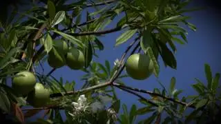 zelfmoordboom Cerbera odollam ต้นตีนเป็ดน้ำ