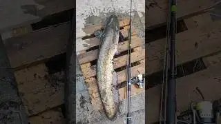 ЛОВЛЯ СОМА НА ГРУШКУ / Уловистая приманка грушка