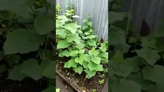 БЮДЖЕТНО ОГУРЦЫ КУРАЖ НА ТЁПЛЫХ ГРЯДКАХ НА НАВОЗЕ 🥒🌿💯❤️...