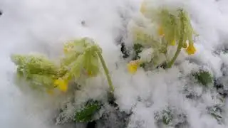 Подснежники под снегом. огурцы под снегом