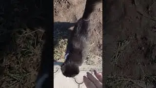 царь красавец