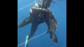 Pesca in Apnea - Una bella cernia a Catania