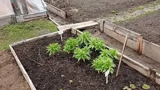 Занимаюсь клубникой, домом, обрезаю деревья и кусты.