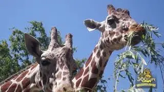 Зоопарк Сафари отмечает свой 10-летний юбилей