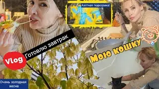 Домашний Влог.  Помыла кошку. Подкормила розы и клематисы. Холодная весна в Подмосковье. Сад