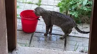 Кот ловит рыбку