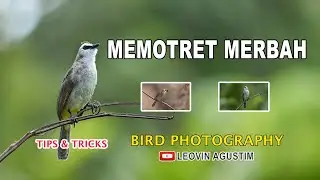 Tips Memotret Burung Merbah - BIRD PHOTOGRAPHY
