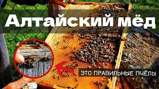 ПРАВИЛЬНЫЕ АЛТАЙСКИЕ ПЧЁЛЫ | Экскурсия по пасеке #алтай #мед #пасека