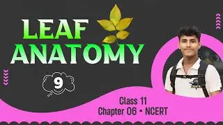Leaf Anatomy • Anatomy In Flowering Plant • Class 11 NCERT